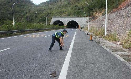 高速公路行车中遇紧急情况时要迅速转动转向盘躲避